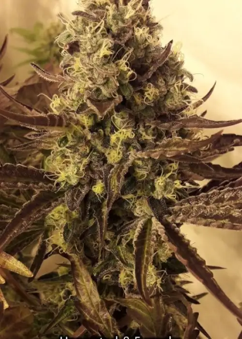 Cali Cookies by BSB Genetics, Photoperiod cannabis strain
