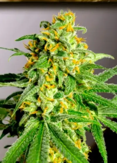Cali Crack (aka Green Crack) by BSB Genetics, Photoperiod cannabis strain