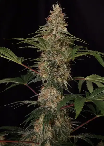 Cali Crasher by Doctor's Choice, Autoflower cannabis strain