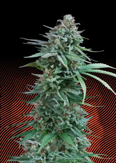 Cali Deli by Hypno Seeds, Photoperiod cannabis strain
