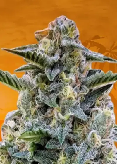 Cali Kush CBD Feminized by Sunwest Genetics, Photoperiod cannabis strain