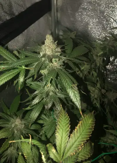 Cali Kush CBD by Sonoma Seeds, Photoperiod cannabis strain