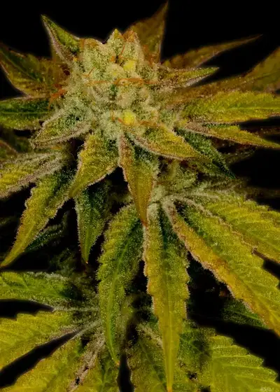 Cali Kush (OG Kush) by BSB Genetics, Photoperiod cannabis strain