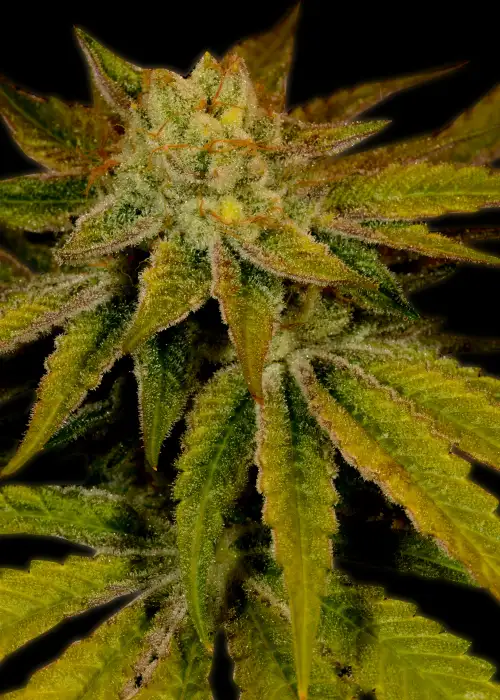 Cali Kush (OG Kush) by BSB Genetics, Photoperiod cannabis strain