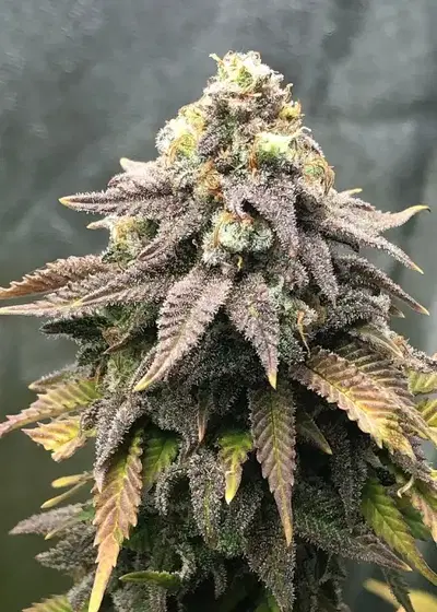 Cali Mango Mass by Critical Mass Collective, Photoperiod cannabis strain