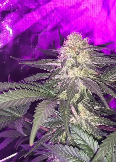 Cali OG Kush by Crop King Seeds, Photoperiod cannabis strain