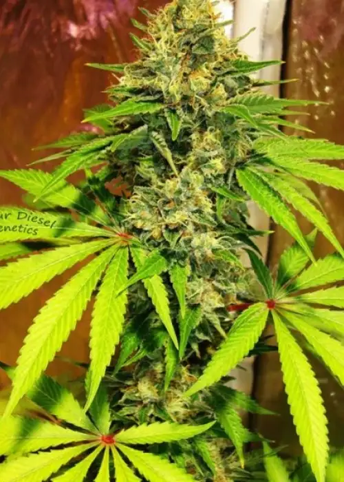 Cali Sour Diesel by BSB Genetics, Photoperiod cannabis strain