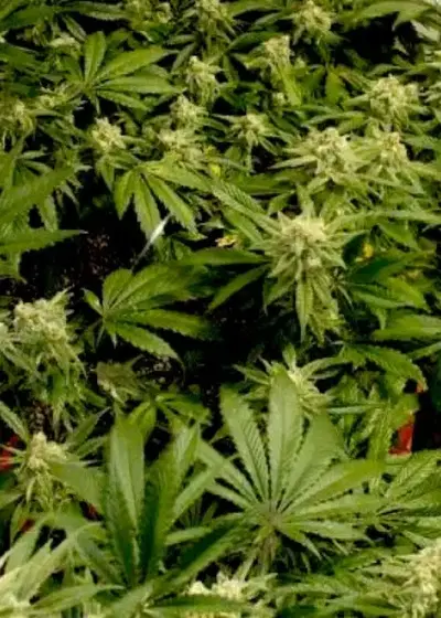 Cali Wreck (aka Trainwreck) by BSB Genetics, Photoperiod cannabis strain