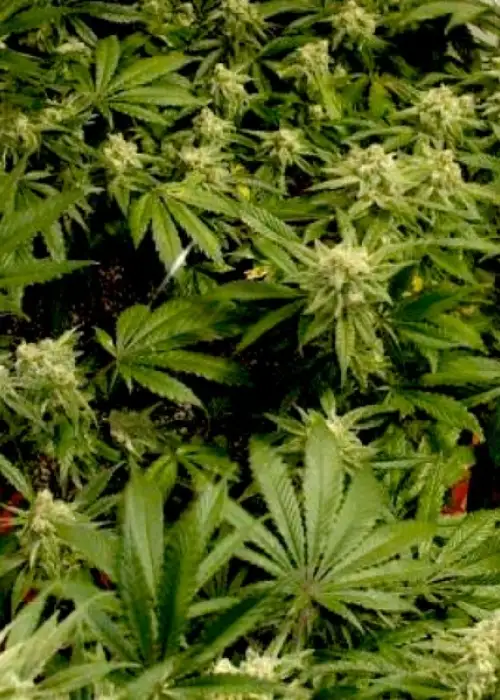 Cali Wreck (aka Trainwreck) by BSB Genetics, Photoperiod cannabis strain