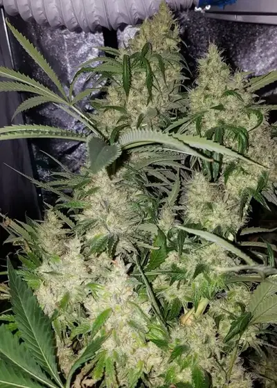 California Cannon by Greenpoint Seeds, Photoperiod cannabis strain