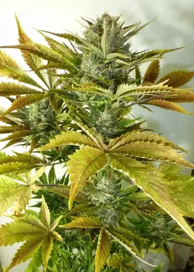 California Haze by Flash Seeds, Autoflower cannabis strain