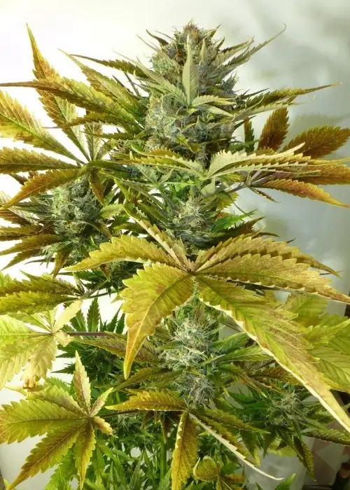 California Haze by Flash Seeds, Autoflower cannabis strain