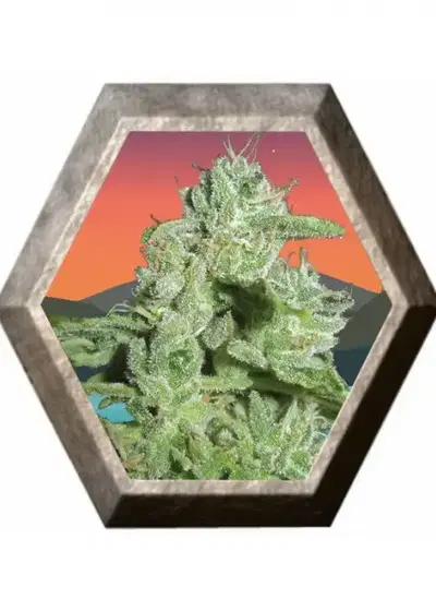 California Orange Cheese by Big Buddha Seeds, Photoperiod cannabis strain