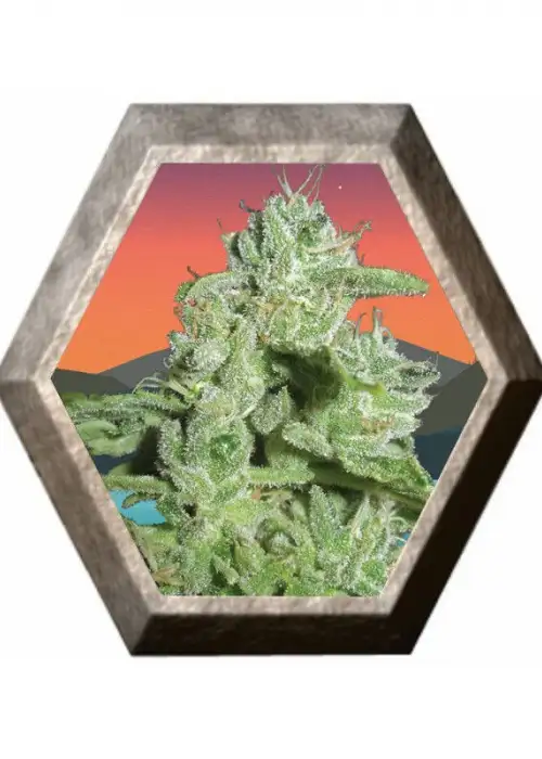 California Orange Cheese by Big Buddha Seeds, Photoperiod cannabis strain