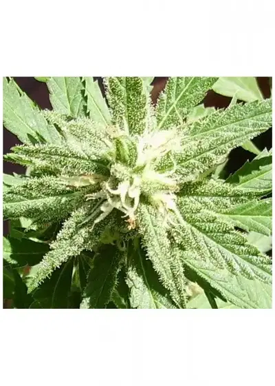 California Special by KC Brains, Photoperiod cannabis strain