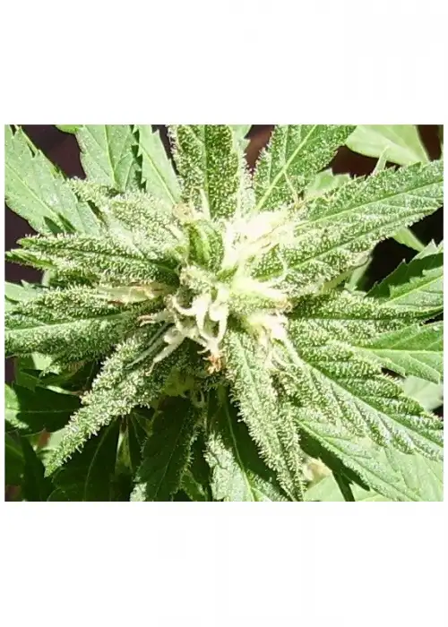 California Special by KC Brains, Photoperiod cannabis strain