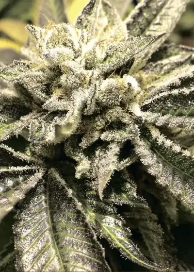 Canadian Kush by Medical Seeds, Photoperiod cannabis strain