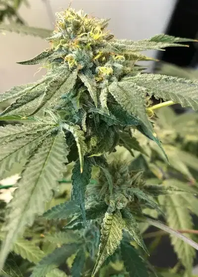 Canadian Thunderfuck by Future Genetix, Photoperiod cannabis strain