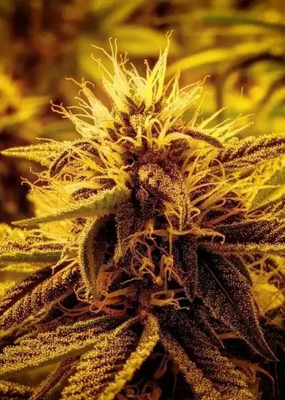 Cancers Nightmare by SinCity Seeds, Photoperiod cannabis strain