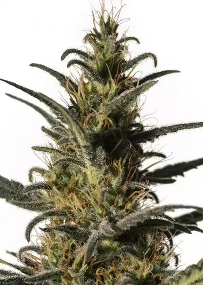 Candida (CD-1) by MM Genetics, Photoperiod cannabis strain
