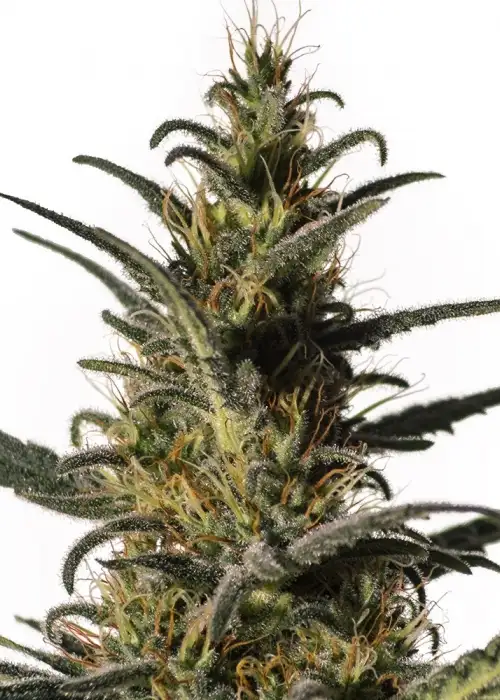 Candida (CD-1) by MM Genetics, Photoperiod cannabis strain