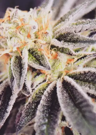 Candied Gojis by SinCity Seeds, Photoperiod cannabis strain
