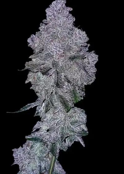 Candy Apples by G.O.A.T Genetics, Photoperiod cannabis strain