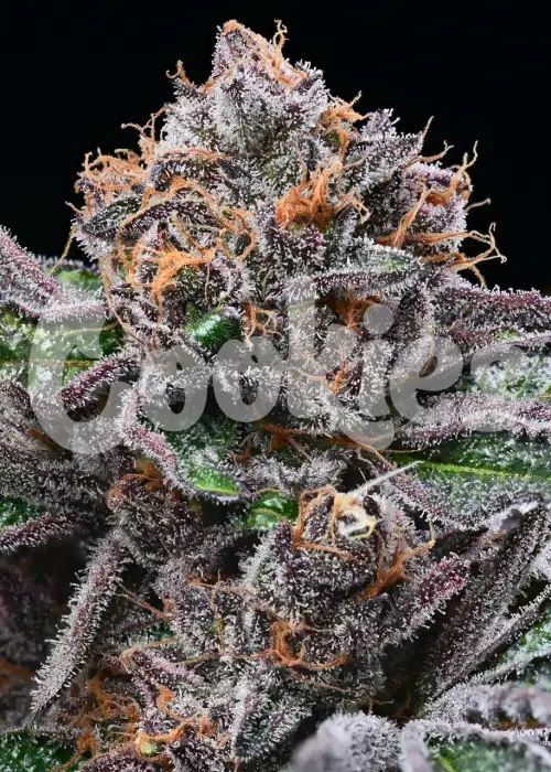 Candy Candy by Cookies Seed Bank, Photoperiod cannabis strain