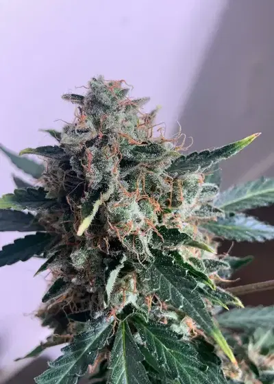 Candy Cane Auto by Crop King Seeds, Autoflower cannabis strain