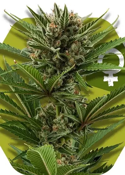 Candy Caramelo Fast Flowering cannabis strain