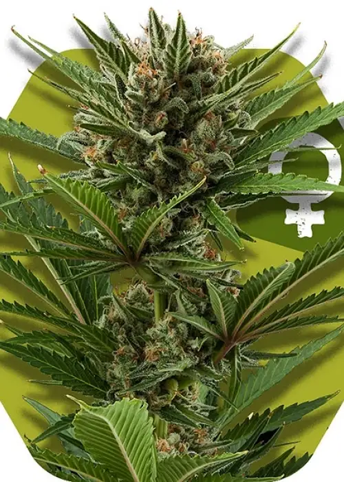 Candy Caramelo Fast Flowering by Zambeza, Autoflower cannabis strain