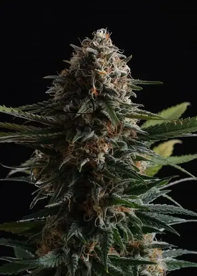 Candy Cream Go Fast by Kannabia Seed Company, Autoflower cannabis strain
