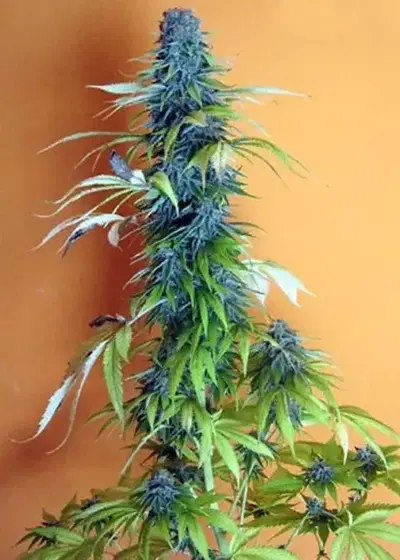 Candy Cream by Seedsman, Photoperiod cannabis strain