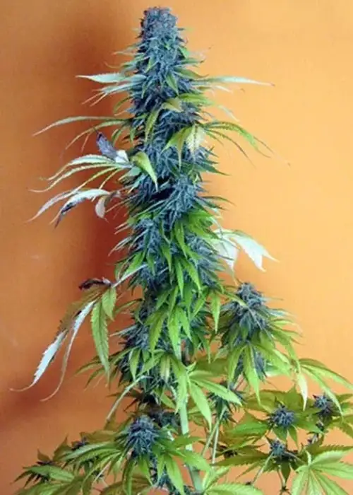 Candy Cream by Seedsman, Photoperiod cannabis strain