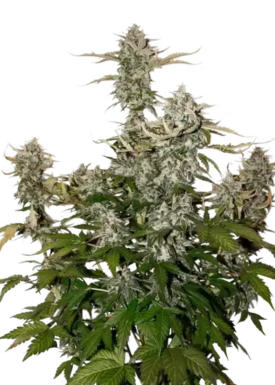 Candy Dawg Auto by Seedstockers, Autoflower cannabis strain
