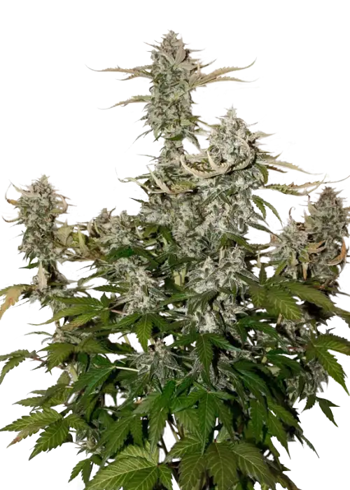 Candy Dawg Auto by Seedstockers, Autoflower cannabis strain