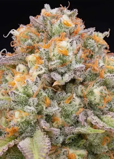 Candy Gas by Grounded Genetics, Photoperiod cannabis strain
