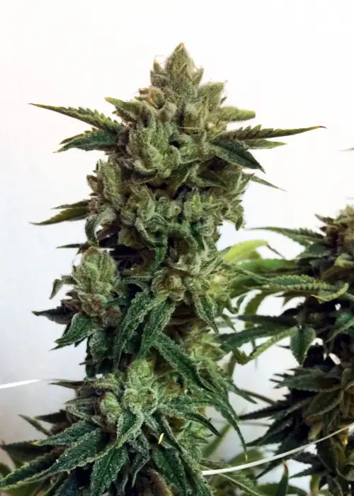 Candy Glue by Lineage Genetics, Photoperiod cannabis strain