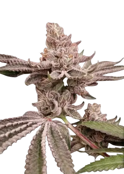Candy House by UKHTA Genetics, Photoperiod cannabis strain