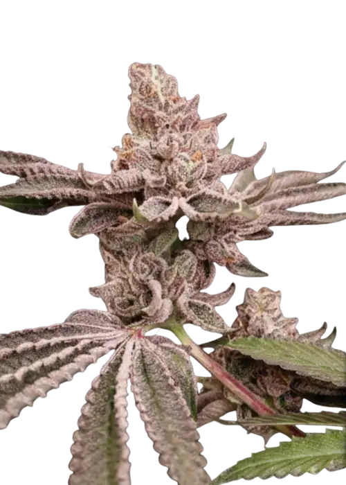 Candy House by UKHTA Genetics, Photoperiod cannabis strain