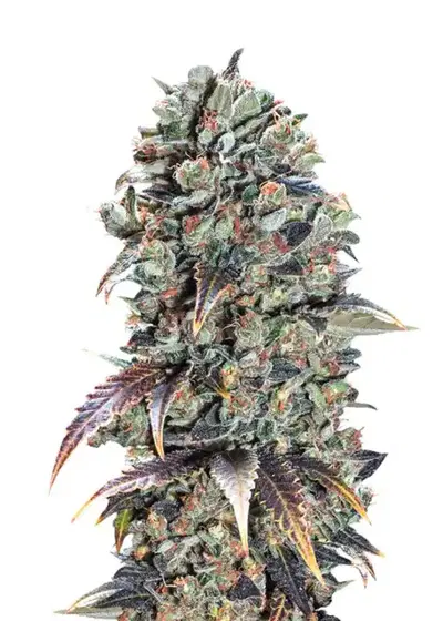 Candy Kush Feminized by Canuk Seeds, Photoperiod cannabis strain