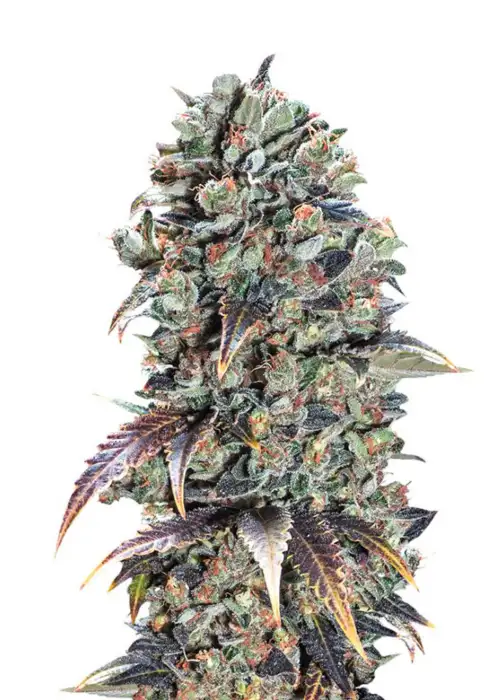Candy Kush Feminized by Canuk Seeds, Photoperiod cannabis strain