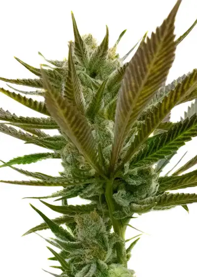 Candy Punch Regular by Crop King Seeds, Photoperiod cannabis strain