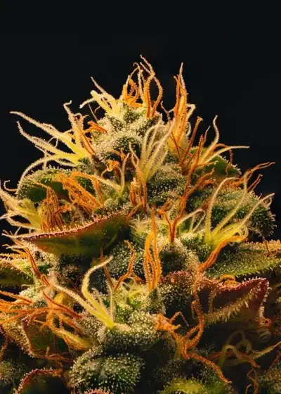Candy Skull by Inseedious Seeds, Photoperiod cannabis strain