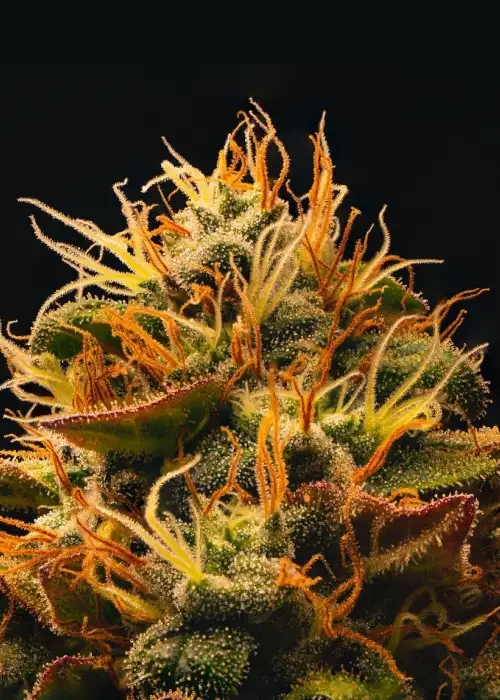 Candy Skull by Inseedious Seeds, Photoperiod cannabis strain