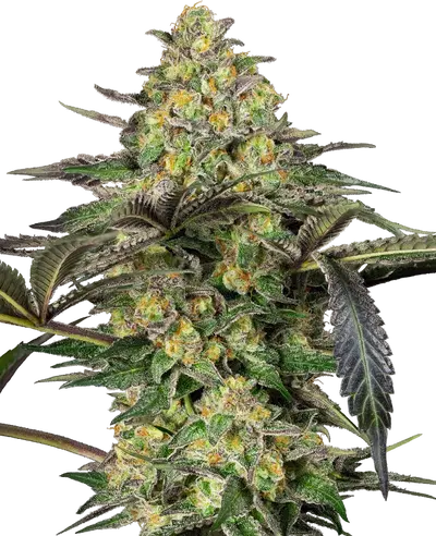 Candy by Divine Seeds, Photoperiod cannabis strain