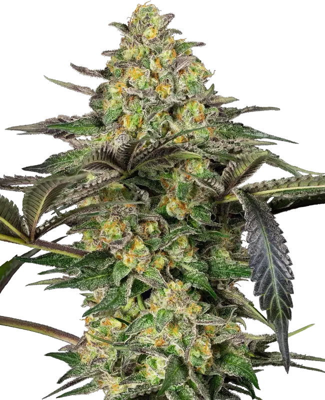 Candy by Divine Seeds, Photoperiod cannabis strain
