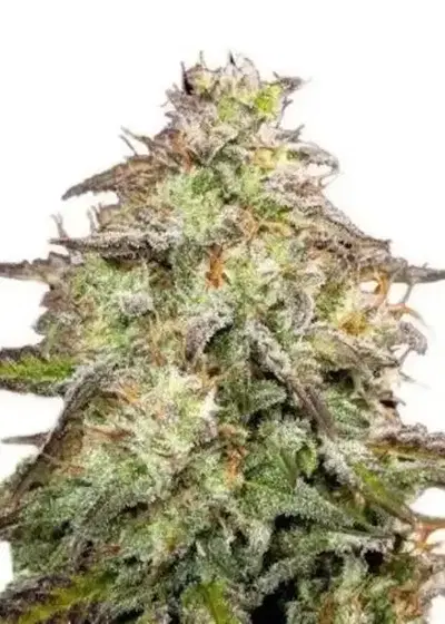 Candyland Peyote Feminized by Niagara Seed Bank, Photoperiod cannabis strain
