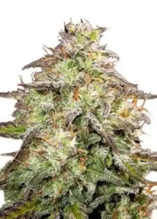 Candyland Peyote Feminized by Niagara Seed Bank, Photoperiod cannabis strain