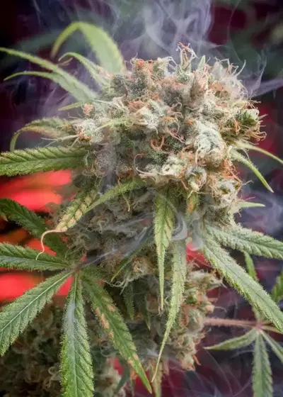 Canna Wreck by Homegrown Natural Wonders, Photoperiod cannabis strain